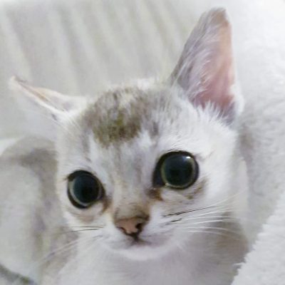 1c6caf78-96e2-4580-85ce-c7b1c79f679c