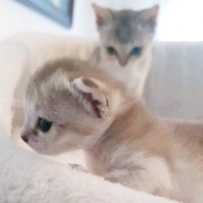 21377fd4-5dba-49d4-ad6a-cc3562b3dba3