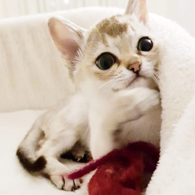 6fe37dc4-ba97-488f-96a0-88a6b45f676f