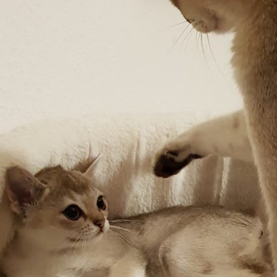 85fad61a-5a02-4a5d-849e-9da555fe79d2