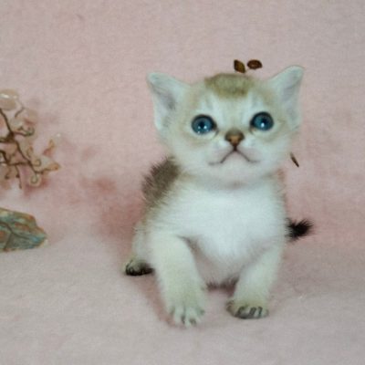 WhatsApp Image 2020-02-20 at 22.40.40 (3)