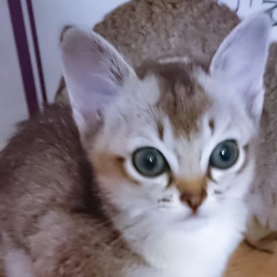 WhatsApp Image 2020-03-18 at 13.59.46 (1)