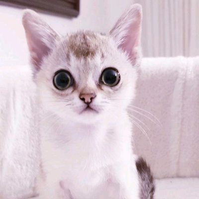 ddc4c4dd-7474-48b7-8c57-a0a401c6a100