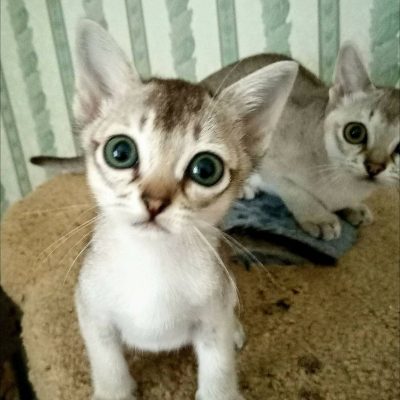 28755804_10211332549777710_417345913_o